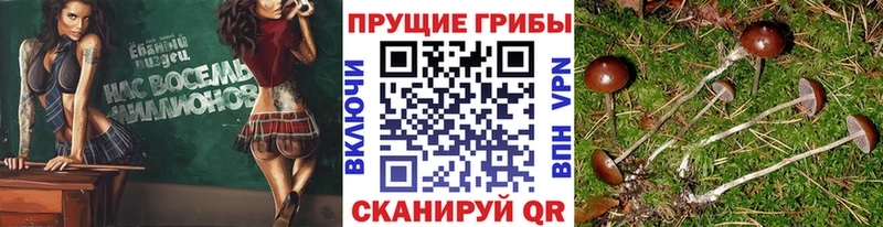 Псилоцибиновые грибы Psilocybe  блэк спрут вход  Москва  как найти закладки 